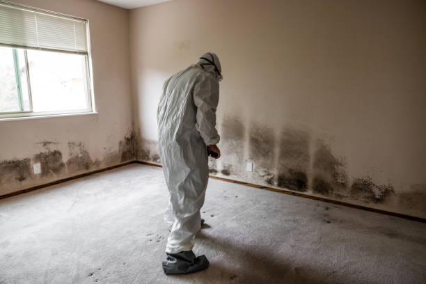 Best Insurance-Related Mold Remediation in Edgerton, WI